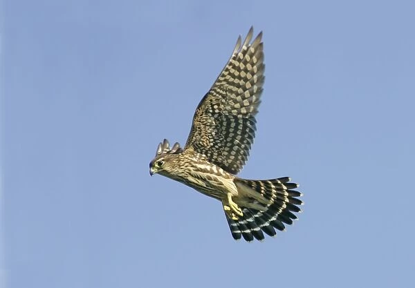 Merlin - in flight, during autumn the migration. Cape May New Jersey, USA