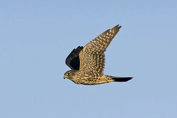 Merlin - in flight. Photographed in Cape May New Jersey during the fall migration. USA