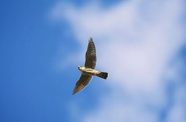 Merlin JZ 1672 In flight Falco columbarius © Jim Zipp  /  ARDEA LONDON