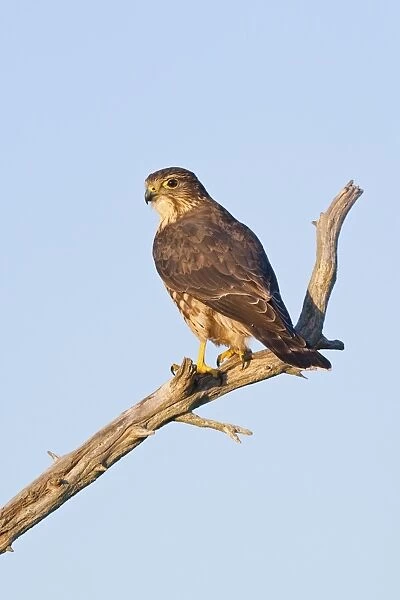 Merlin - perched on branch - Cape May New Jersey during the fall migration. October. USA