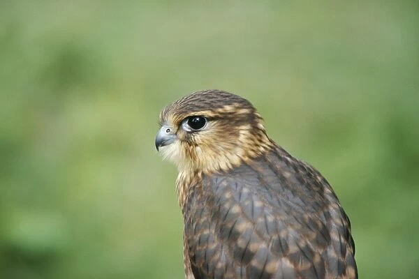 Merlin ZT 274 Close up of head. Falco columbarius © Zdenek Tunka  /  ARDEA LONDON