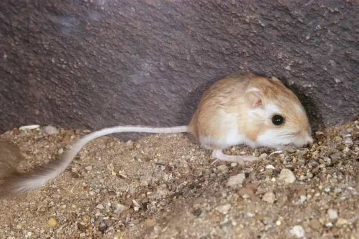 Framed Print : Merriam's Kangaroo Rat Framed Print : Merriam's Kangaroo Rat