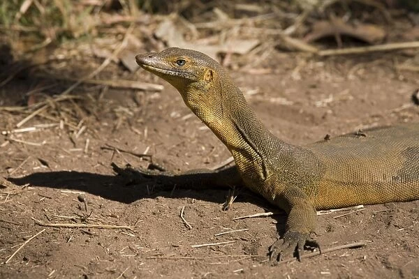 Merten's Water Monitor Appeared to be sunning itself on the track adjacent to the stream at Galvan's Gorge, Gibb River Road, Kimberley, Western Australia. This animal was in the process of sloughing its skin
