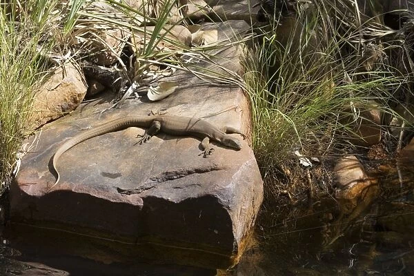 Merten's Water Monitor - Basking on a rock at Galvan's Gorge, Gibb River Road, Kimberley, Western Australia