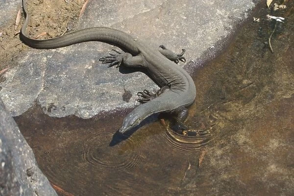 Mertens Water Monitor - Found along small streams and creeks in tropical northern Australia. Often seen sunning on exposed rocks. Superb swimmer, eating fish, frogs, shrimps and crabs in the Wet Season. Can hold breath for several minutes