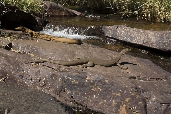 Merten's Water Monitors in stream habitat In the Adcock River at Galvan's Gorge, in the Kimberley, in the far northeast of Western Australia