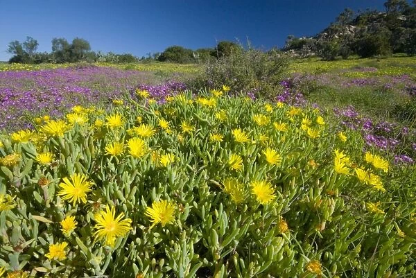 Mesembs - various species flowering after good rains. Helspoort, nr Grahamstown, Eastern Cape, South Africa