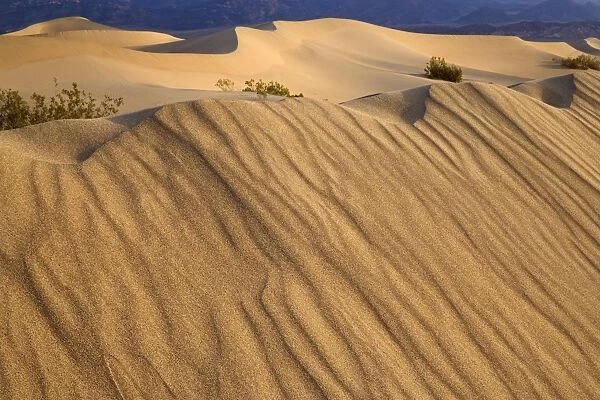Mesquite Flat Sand Dunes - the sand dunes of Mesquite Flat Dunes in early morning light. The dunes are made up of quartz and feldspar - 150-foot dunes - Death Valley National Park, California, USA