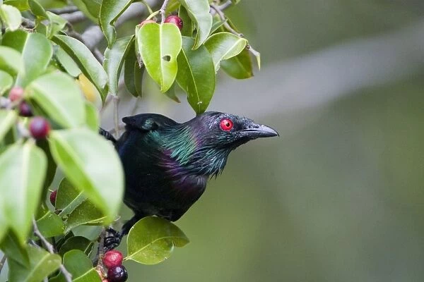 Metallic Starling Found in tropical rainforest, woodlands and urban gardens in far northeast Queensland. In a fruiting tree on Cairns esplanade, Queensland, Australia