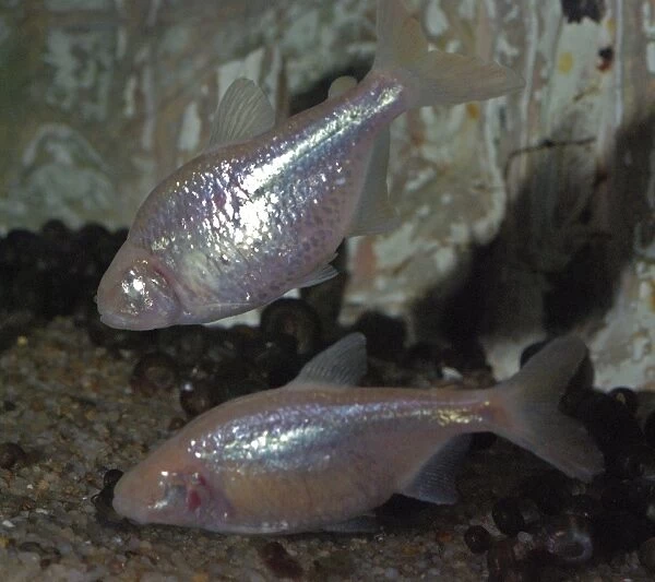 Mexican Blind Cave Fish - Mexico and USA