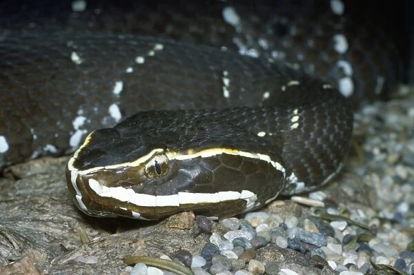 Mexican Cantil  /  Mexican Moccasin Snake