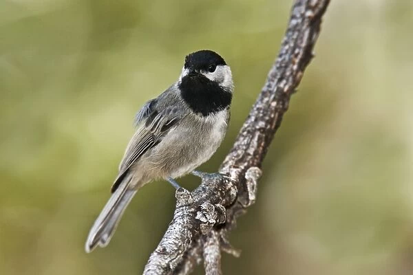 Mexican Chickadee - in the Chiricahua Mountains in southeastern AZ - July. USA