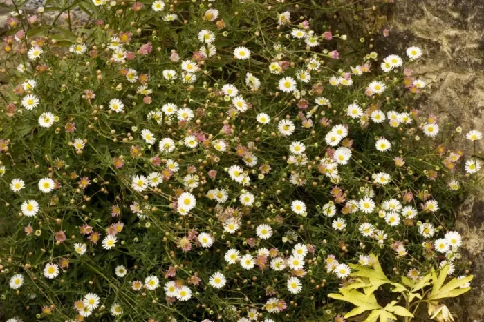 Framed Print : Mexican fleabane (Erigeron karvinskianus). From Mexico, Widely naturalised in UK Framed Print : Mexican fleabane (Erigeron karvinskianus). From Mexico, Widely naturalised in UK