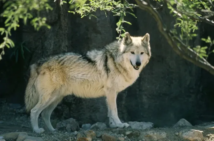 Framed Print : Mexican Grey Wolf Framed Print : Mexican Grey Wolf