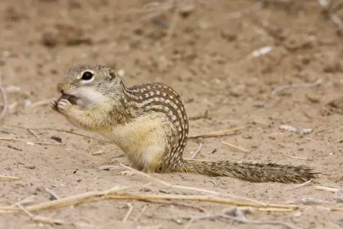 Framed Print : Mexican Ground Squirrel South Texas Framed Print : Mexican Ground Squirrel South Texas