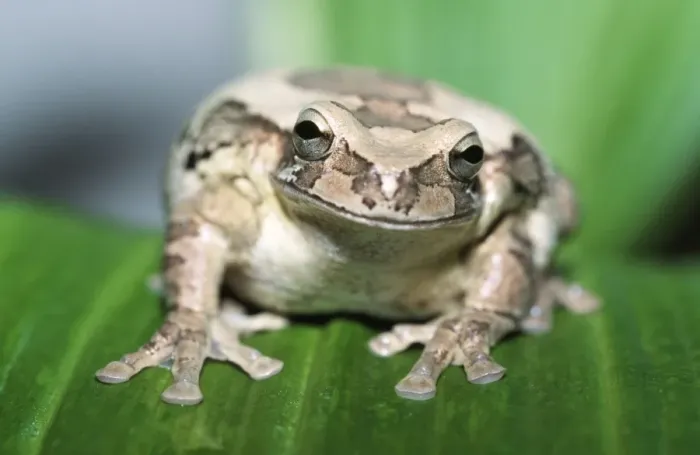 Framed Print : Mexican Masked Tree Frog CMB 709 Smilisca baudinii - Central America © Chris Martin ARDEA LONDON Framed Print : Mexican Masked Tree Frog CMB 709 Smilisca baudinii - Central America © Chris Martin ARDEA LONDON