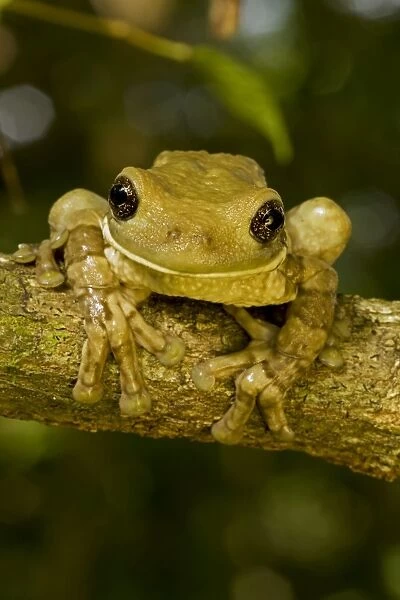 Mexican Masked Treefrog - Costa Rica