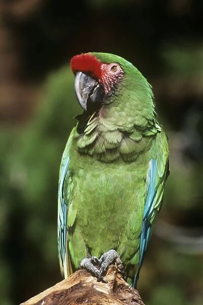 Mexican Military Macaw