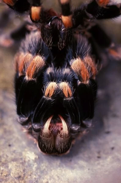 Mexican red-kneed tarantula -moulting. Previously known as: Euathlus smithi