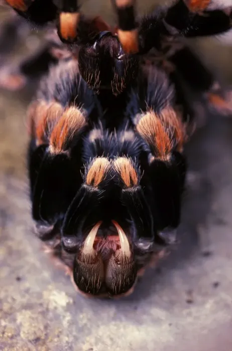 Framed Print : Mexican red-kneed tarantula -moulting. Previously known as: Euathlus smithi Framed Print : Mexican red-kneed tarantula -moulting. Previously known as: Euathlus smithi
