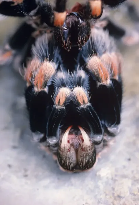 Framed Print : Mexican red-kneed Tarantula Spider - having just moulted, showing fangs Previously known as: Euathlus smithi Framed Print : Mexican red-kneed Tarantula Spider - having just moulted, showing fangs Previously known as: Euathlus smithi