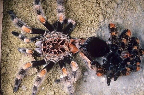 Mexican red-kneed tarantula Spider - next to moulted skin Previously known as: Euathlus smithi