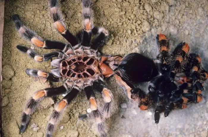 Framed Print : Mexican red-kneed tarantula Spider - next to moulted skin Previously known as: Euathlus smithi Framed Print : Mexican red-kneed tarantula Spider - next to moulted skin Previously known as: Euathlus smithi
