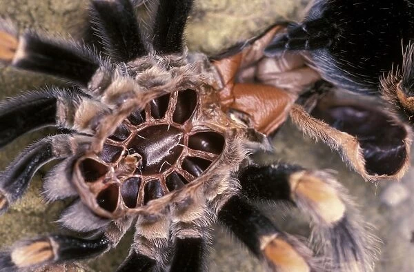 Mexican Red Leg  /  Knee Tarantula Spider PPG 1443 Moulting Brachypelma (euathlus) smithi © Pascal Goetgheluck  /  ARDEA LONDON