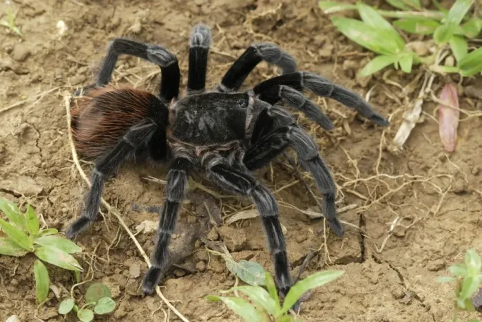 Framed Print : Mexican red rump / Mexican black velvet Tarantula - Bird-eating Spider Belize Framed Print : Mexican red rump / Mexican black velvet Tarantula - Bird-eating Spider Belize