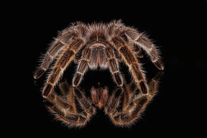 Framed Print : Mexican redknee tarantula reflected on mirror. Date: 31-12-1999 Framed Print : Mexican redknee tarantula reflected on mirror. Date: 31-12-1999