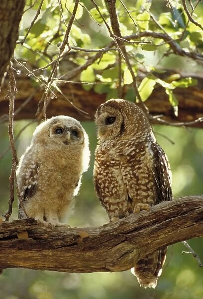 Mexican Spotted Owl -Adult and young in tree - Arizona - Threatened species - Inhabits mature coniferous and mixed forest and wooded canyons - Involved in recent controversies between logging