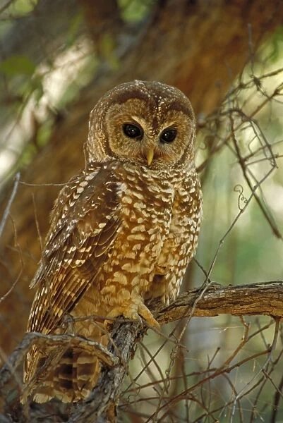 Mexican Spotted Owl - In tree. Arizona - Threatened species - Inhabits mature coniferous and mixed forest and wooded canyons - Involved in recent controversies between logging