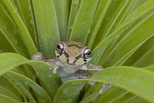 Mexican Tree Frog - Alamos - Sonora - Mexico