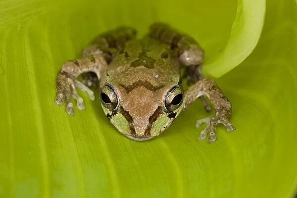 Mexican Tree Frog - Alamos - Sonora - Mexico
