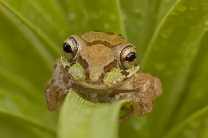 Framed Print : Mexican Tree Frog - Alamos - Sonora - Mexico