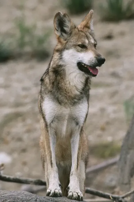 Framed Print : Mexican Wolf - Interior Mountains of Mexico. Highly endangered, 100 remain Framed Print : Mexican Wolf - Interior Mountains of Mexico. Highly endangered, 100 remain