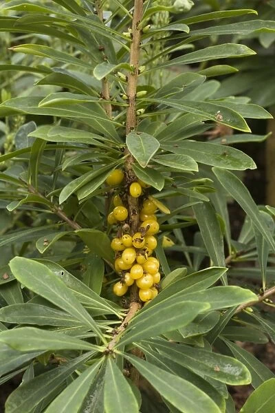 Mezereon (Daphne mezereum), in fruit