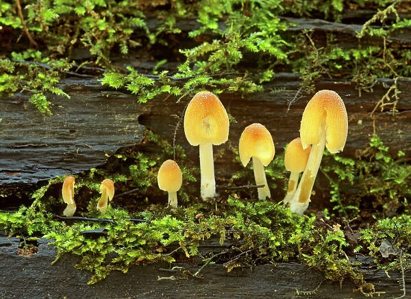 Mica Cap family fungus of various sizes growing on rotten tree trunk Epping Forest, London, England, UK