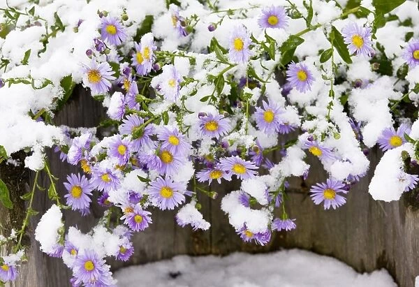 Michaelmas Daisies (probably Aster x versicolor) in flower, after autumn snowfall