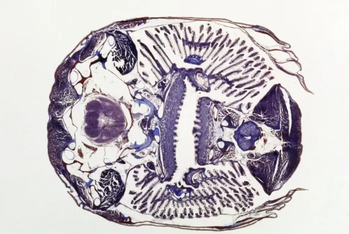 Framed Print : Microscopic Fish Gill - tranverse section through gill region of fish. Fish anatomy Framed Print : Microscopic Fish Gill - tranverse section through gill region of fish. Fish anatomy