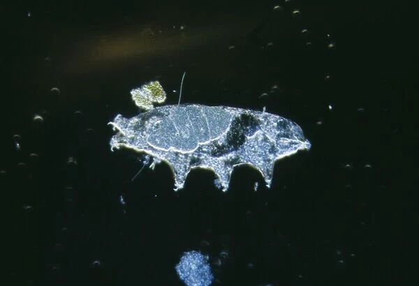Microscopic Water-bear Freshwater arthropod