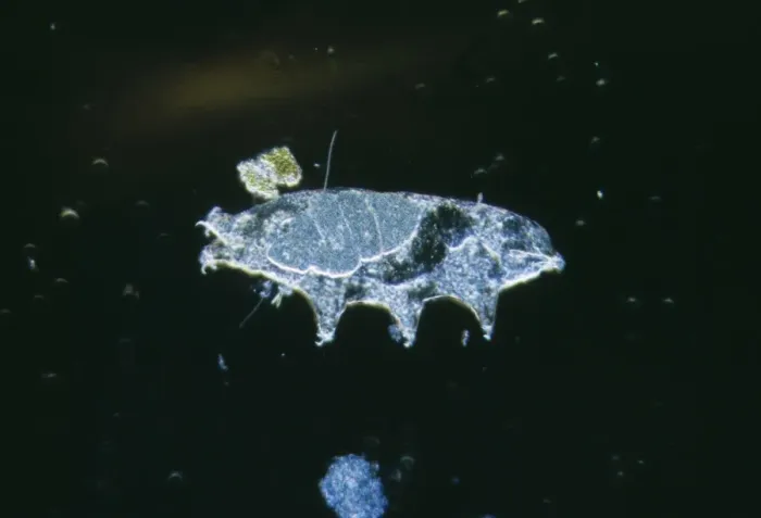 Framed Print : Microscopic Water-bear Freshwater arthropod Framed Print : Microscopic Water-bear Freshwater arthropod