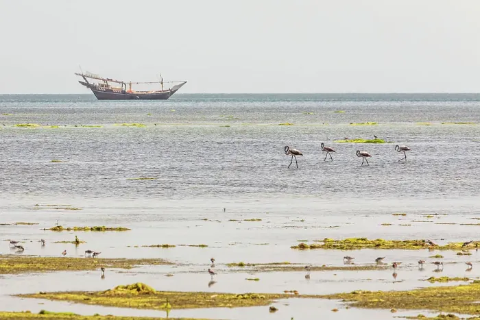 Framed Print : Middle East, Arabian Peninsula, Al Batinah South, Mahout. Flamingos and sea birds in a coastal marsh in Oman. Date: 27-10-2019 Framed Print : Middle East, Arabian Peninsula, Al Batinah South, Mahout. Flamingos and sea birds in a coastal marsh in Oman. Date: 27-10-2019