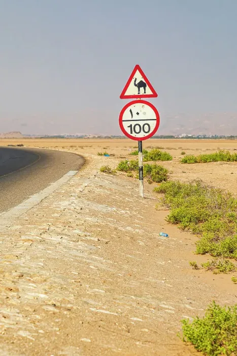 Framed Print : Middle East, Arabian Peninsula, Al Batinah South. Camel crossing and speed limit signs on a highway in Oman. Date: 28-10-2019 Framed Print : Middle East, Arabian Peninsula, Al Batinah South. Camel crossing and speed limit signs on a highway in Oman. Date: 28-10-2019