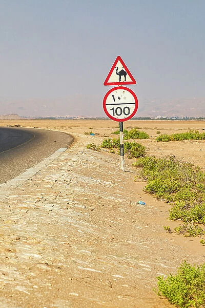 Middle East, Arabian Peninsula, Al Batinah South. Camel crossing and speed limit signs on a highway in Oman. Date: 28-10-2019