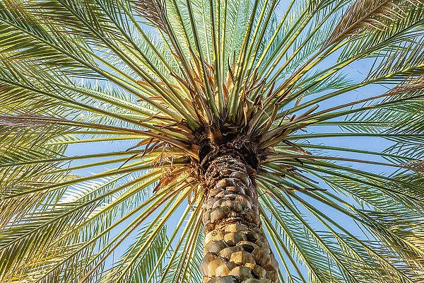 Middle East, Arabian Peninsula, Oman, Ad Dakhiliyah, Nizwa. Palm tree against blue sky in Nizwa, Oman. Date: 24-10-2019