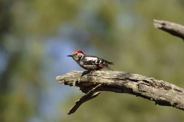 Middle-spotted Woodpecker - adult male, May Southern Turkey