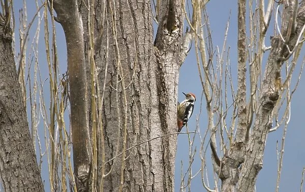 Middle Spotted Woodpecker - Turkey Spring