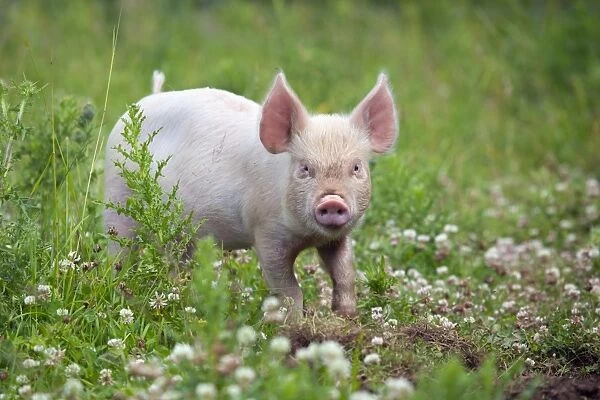 Middle White Cross Pig - piglet - Cornwall - UK