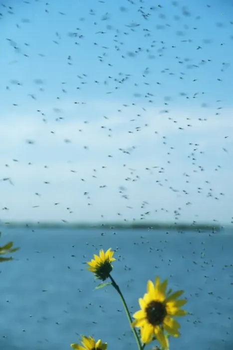 Framed Print : Midges PM 6450 Swarm emerging from lake Chiconomidae © P. Morris  /  ARDEA LONDON